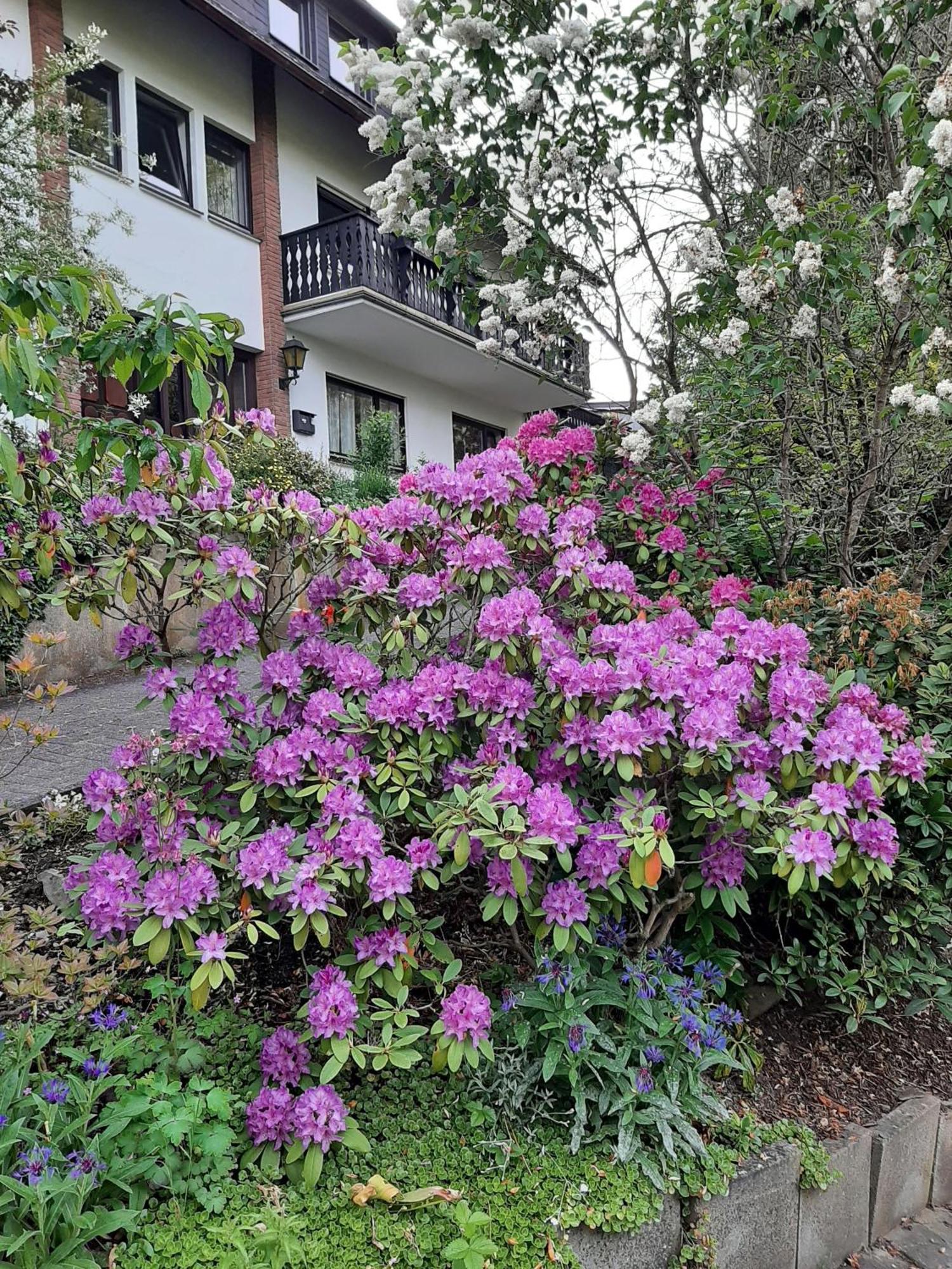 Ferienwohnung Bergblick Hallenberg Exterior foto